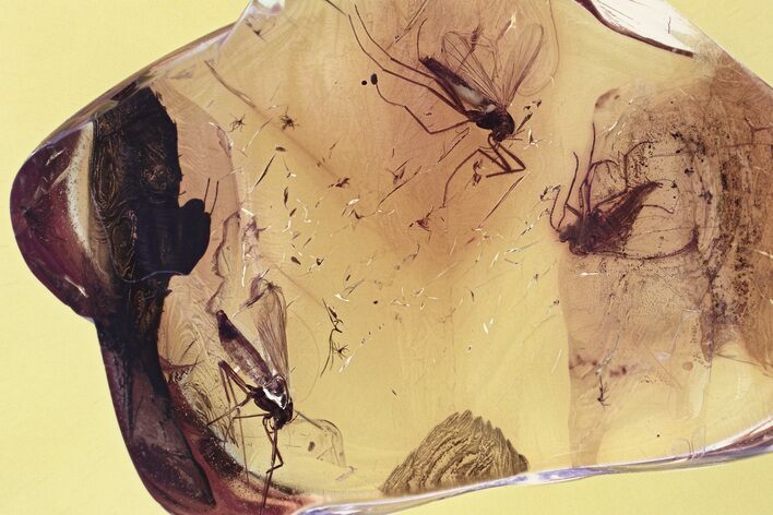 Fossil Dark-Winged Fungus Gnat and True Midges in Baltic Amber #330618